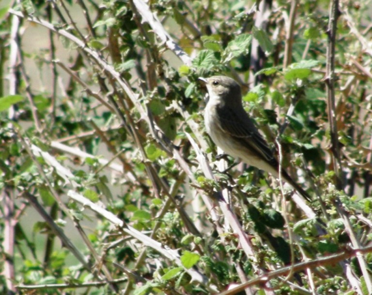 Spotted Flycatcher