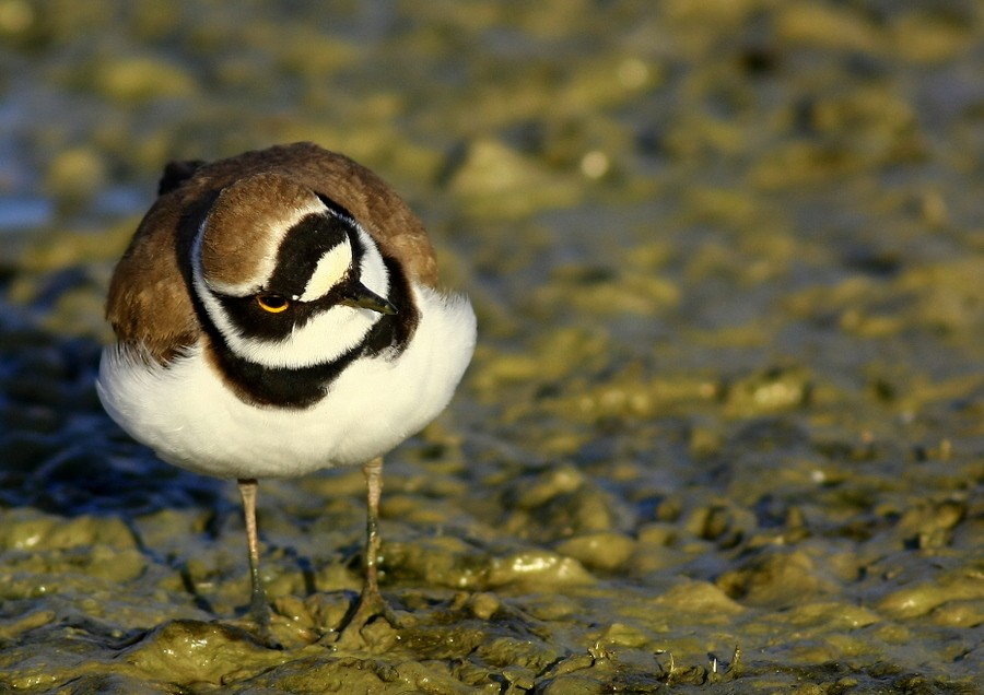 Little Ringed Plover