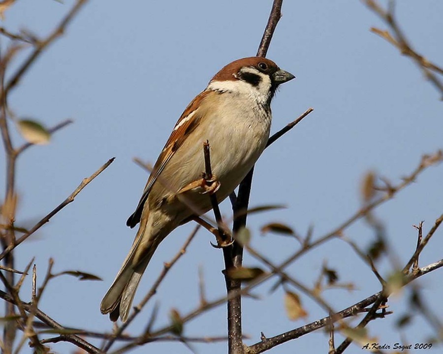 Eurasian Tree Sparrow