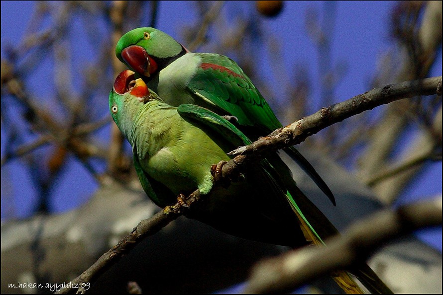 Alexandrine Parakeet