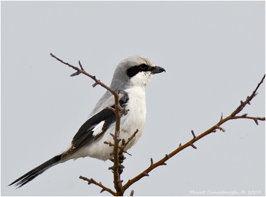 Great Grey Shrike
