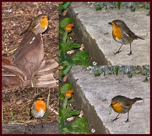 European Robin