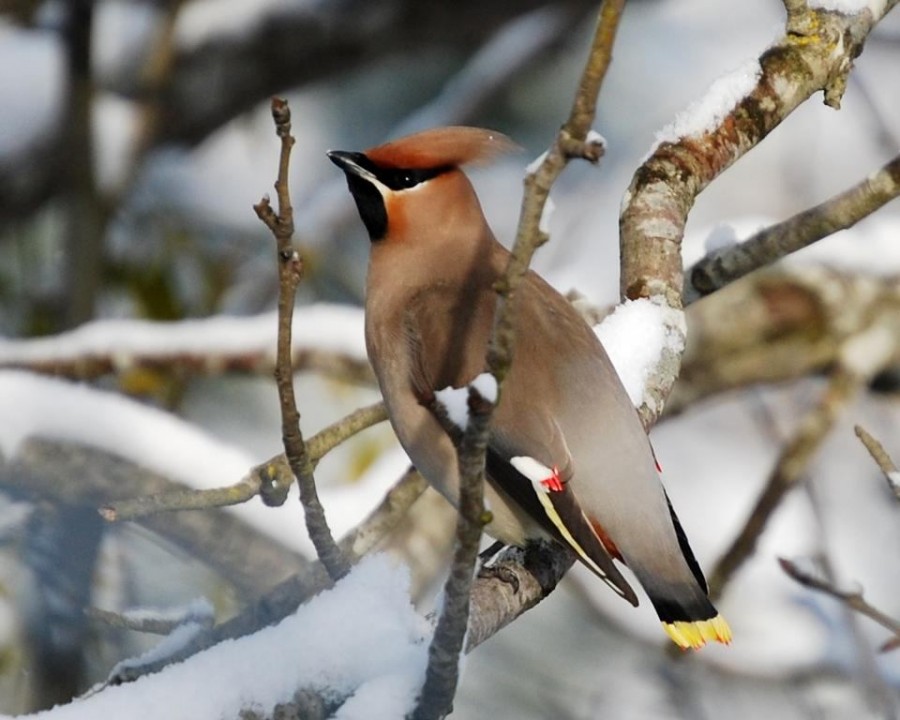 Bohemian Waxwing