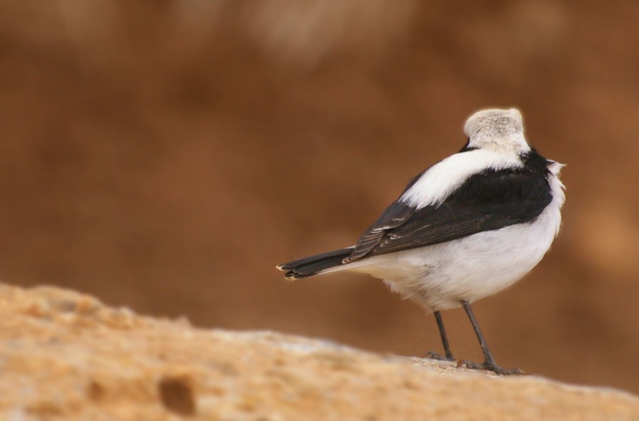 Finsch`s Wheatear