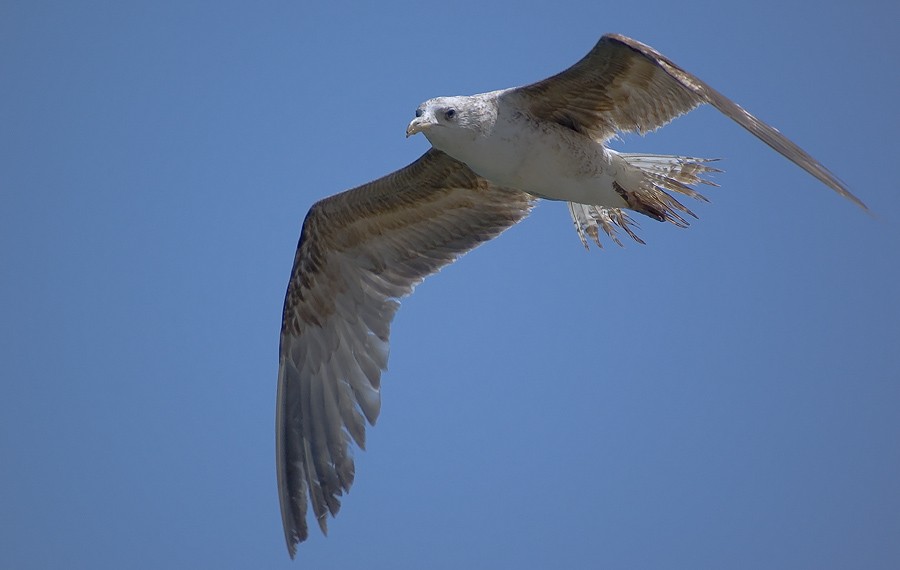 Yellow-legged Gull