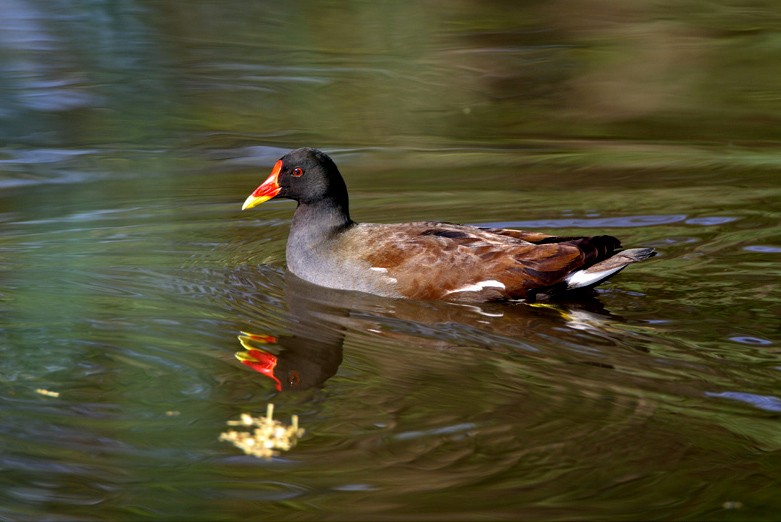 Common Moorhen