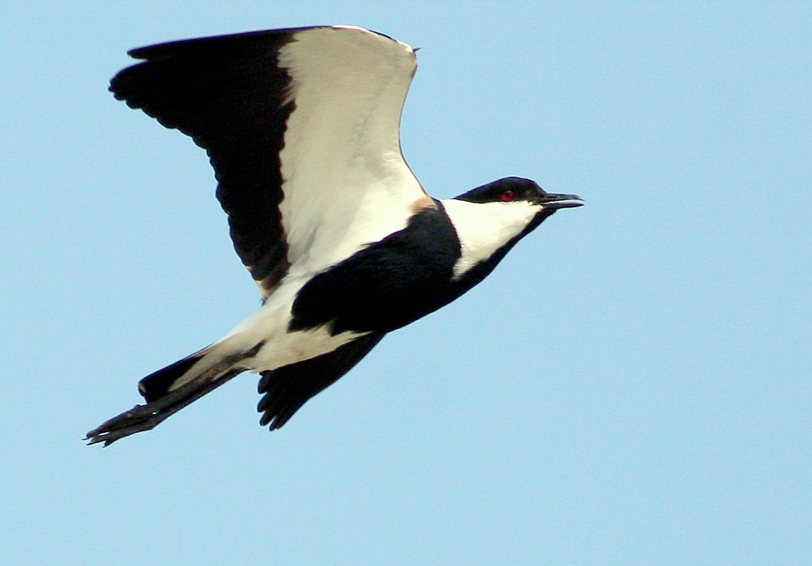 Spur-winged Lapwing