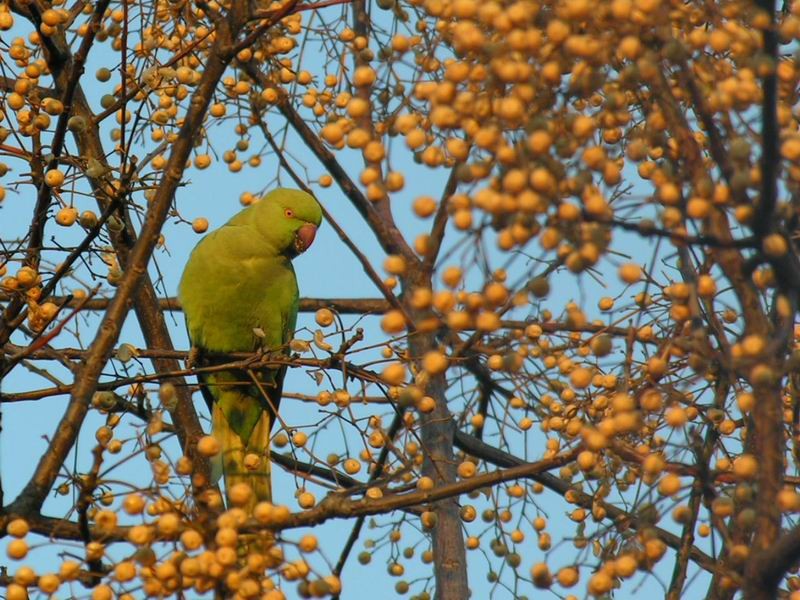 Rose-ringed Parakeet