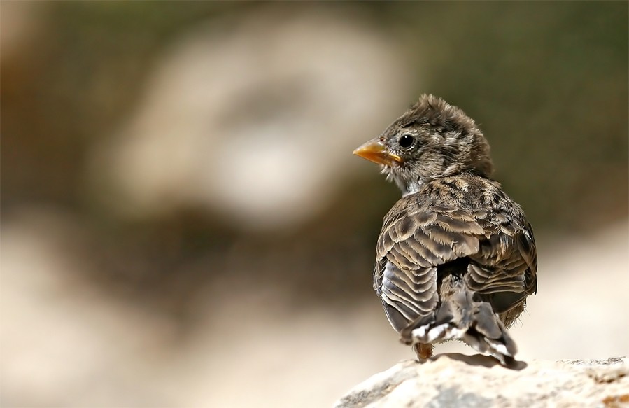 Rock Sparrow
