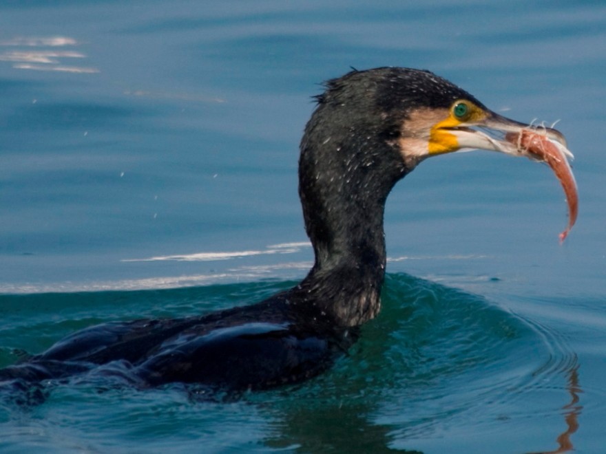 Great Cormorant