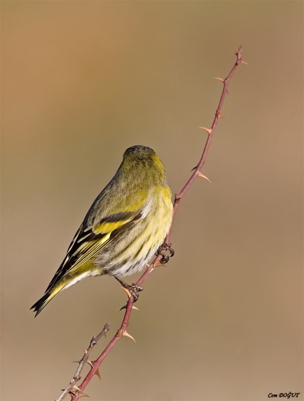 Eurasian Siskin
