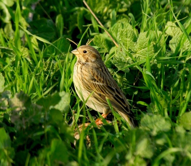 Corn Bunting