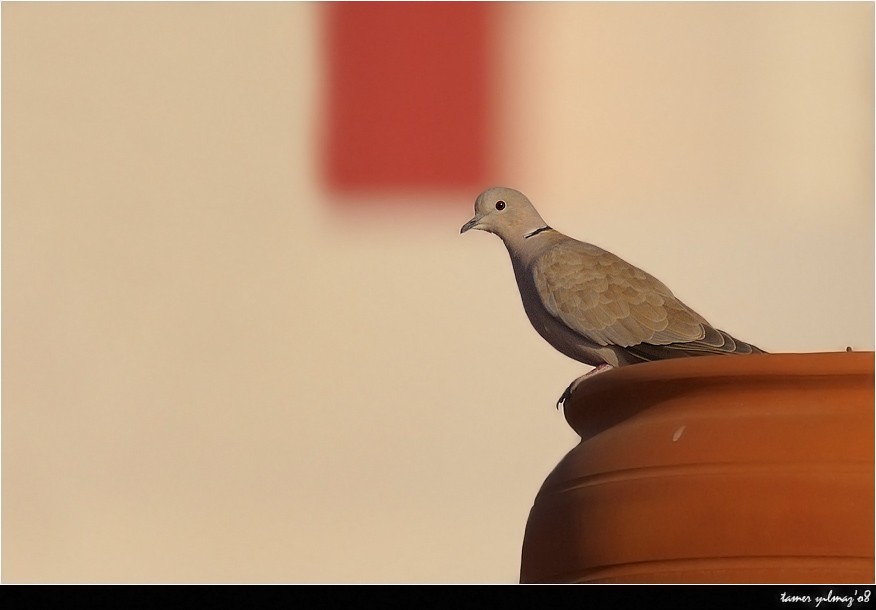 Eurasian Collared Dove