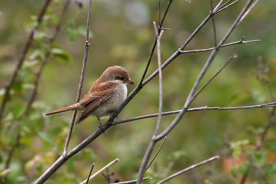 Red-backed Shrike