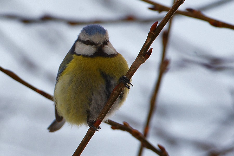 Eurasian Blue Tit