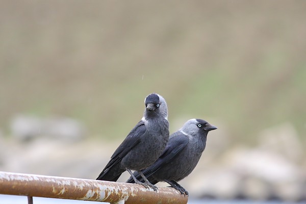 Western Jackdaw
