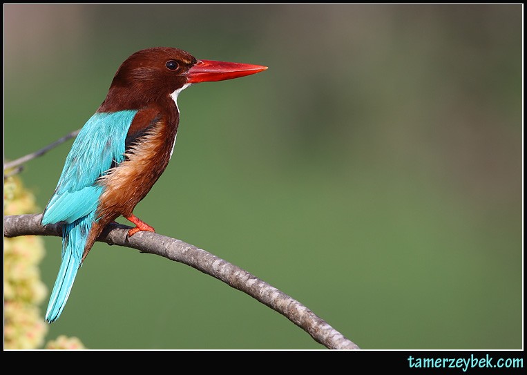 White-throated Kingfisher