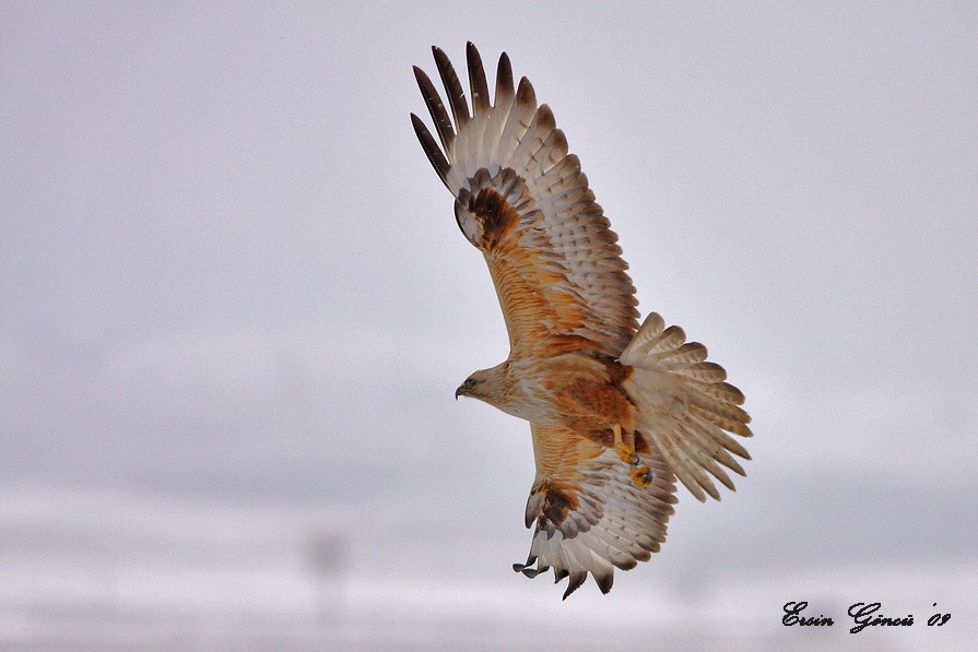 Long-legged Buzzard