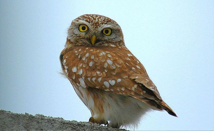 Little Owl
