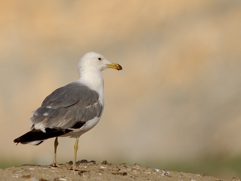 Armenian Gull
