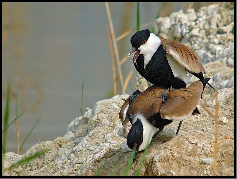 Spur-winged Lapwing