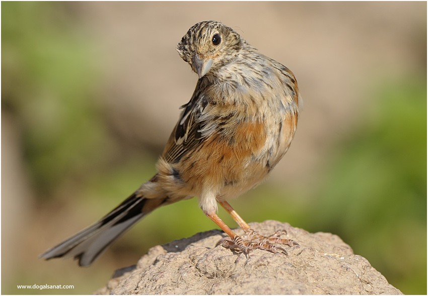 Rock Bunting