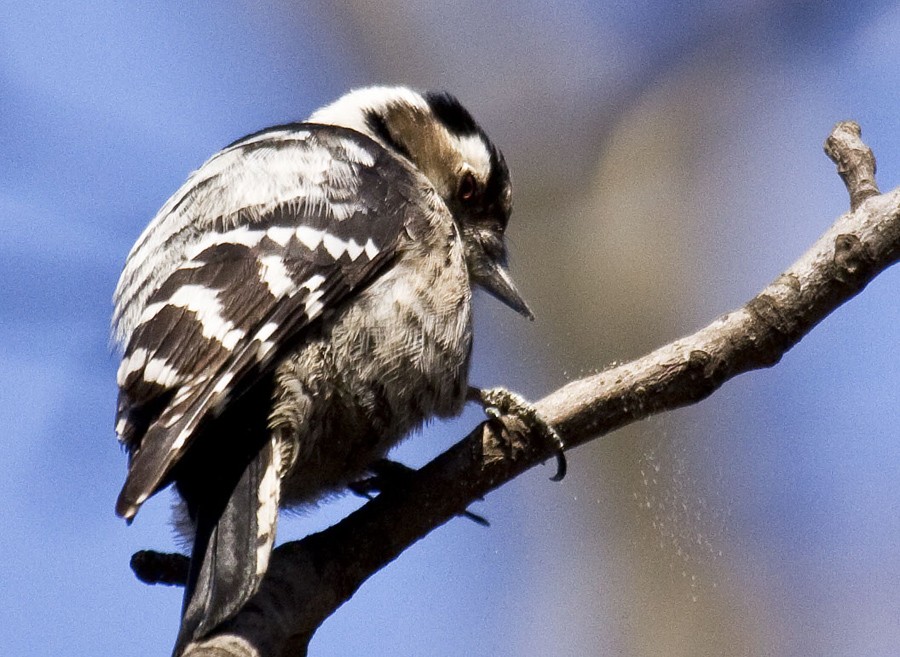 Lesser Spotted Woodpecker