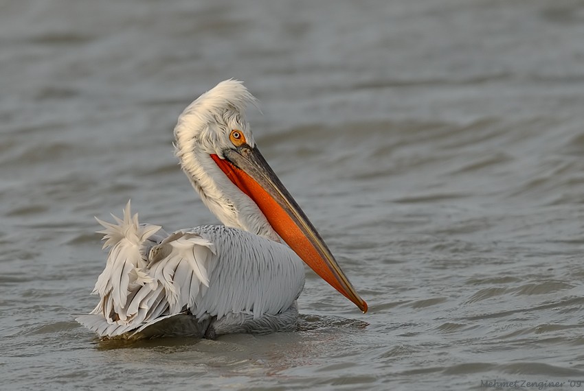 Dalmatian Pelican