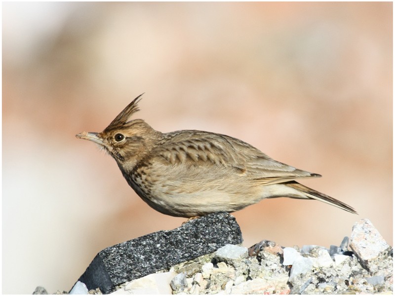 Crested Lark