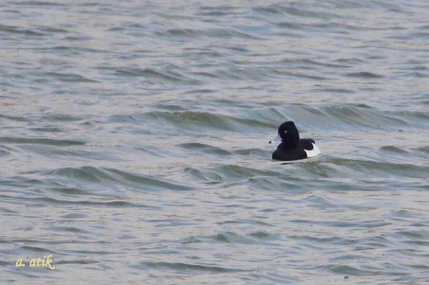 Tufted Duck