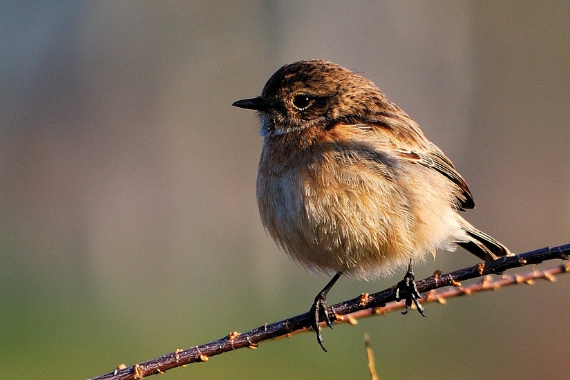 European Stonechat