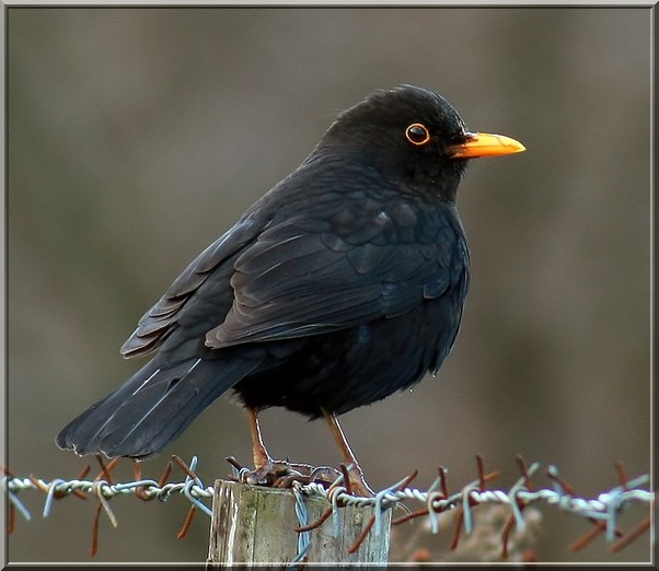 Common Blackbird
