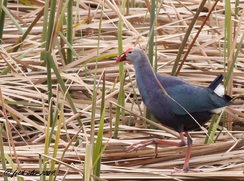Grey-headed Swamphen