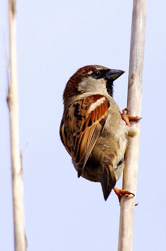 House Sparrow