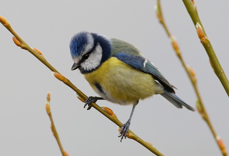 Eurasian Blue Tit