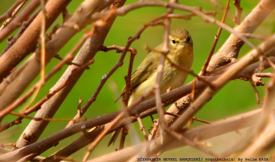 Willow Warbler