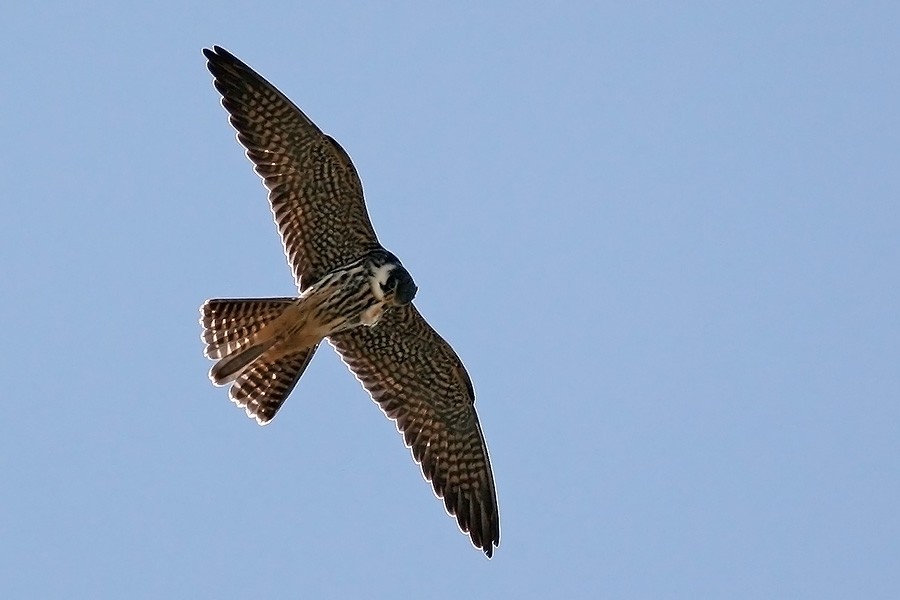 Eurasian Hobby