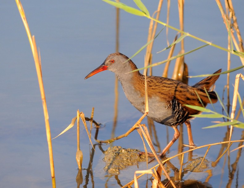 Water Rail