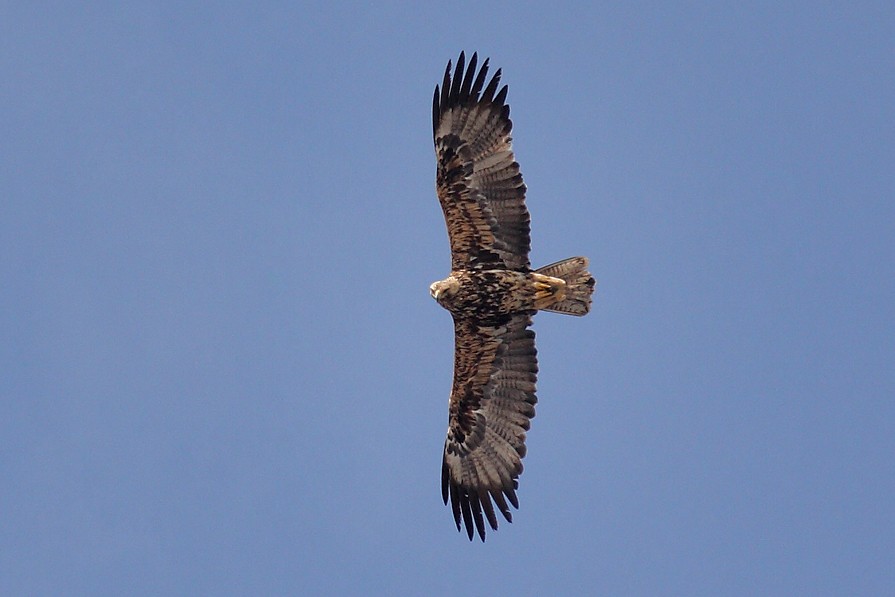 Eastern Imperial Eagle