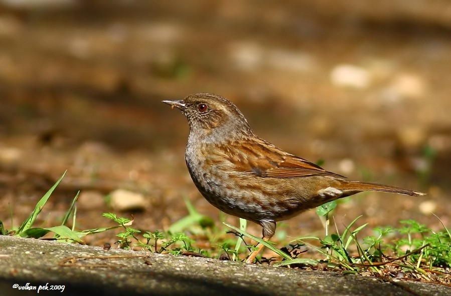 Dunnock