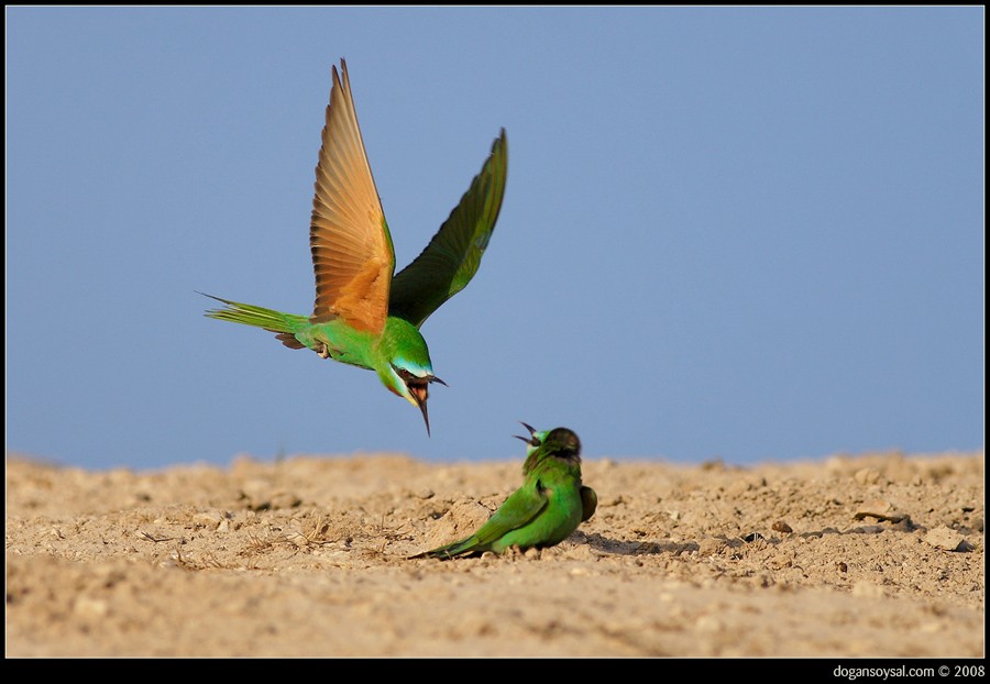 Blue-cheeked Bee-eater