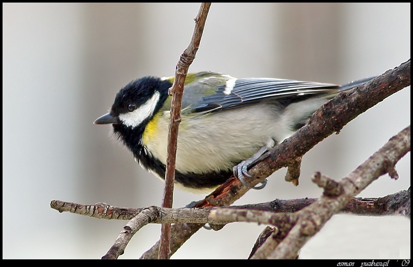 Great Tit
