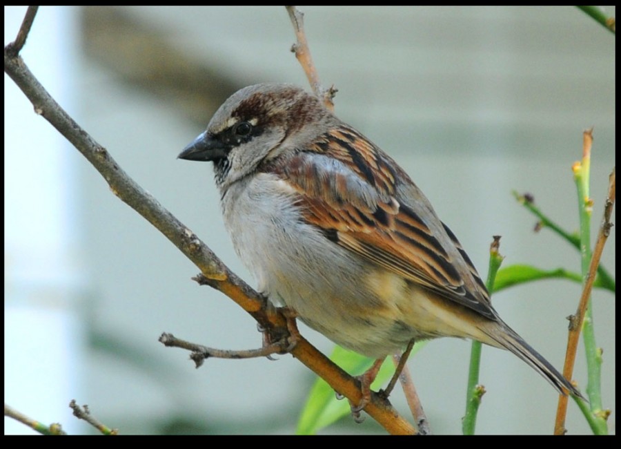 House Sparrow