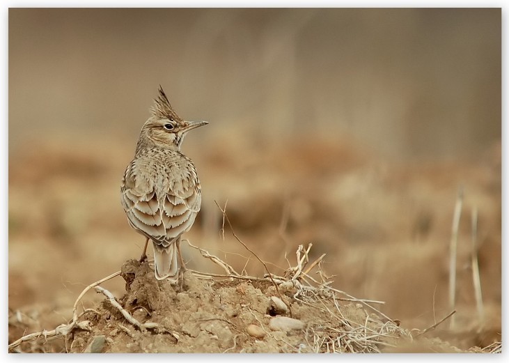 Crested Lark