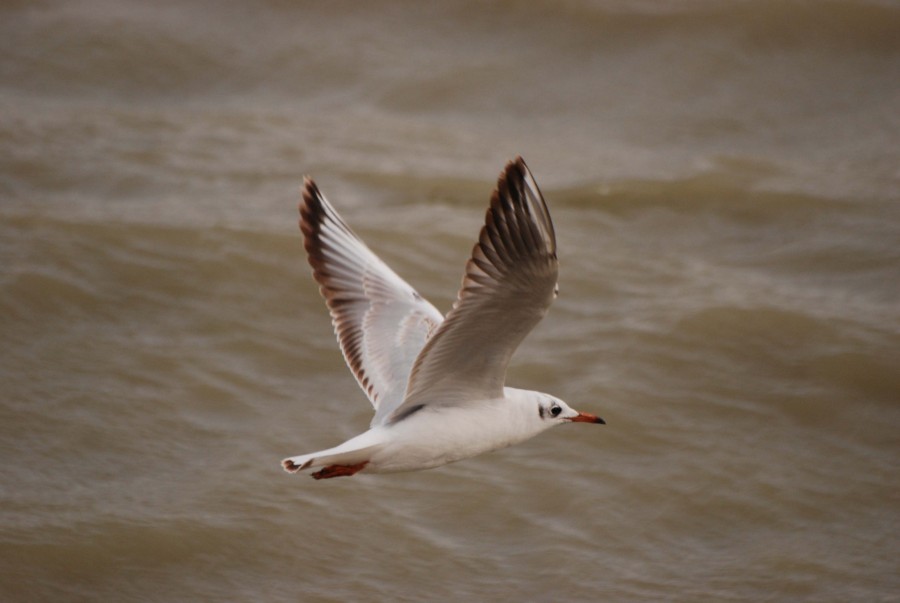 Black-headed Gull