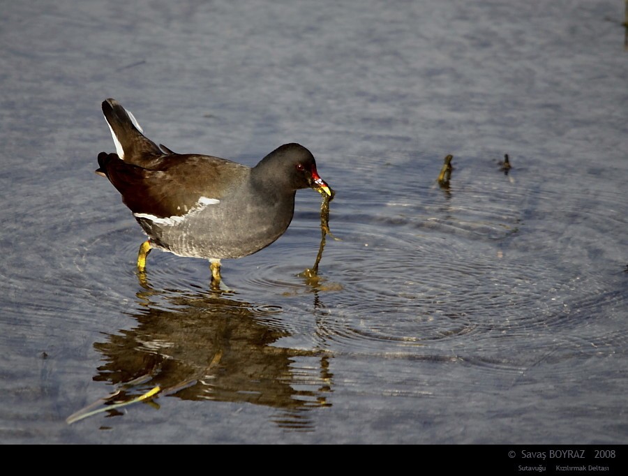 Common Moorhen