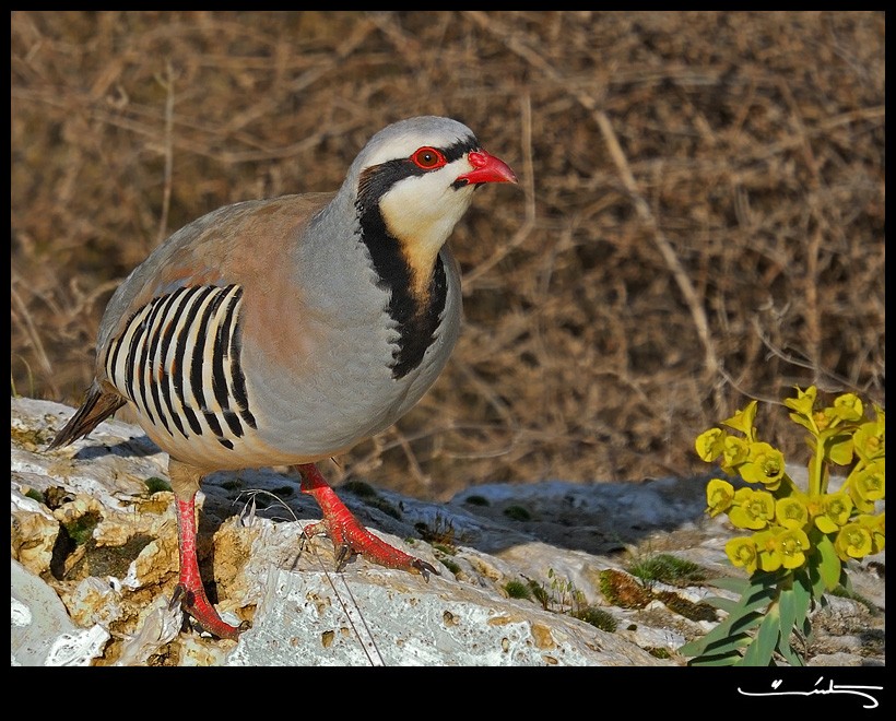 Chukar Partridge
