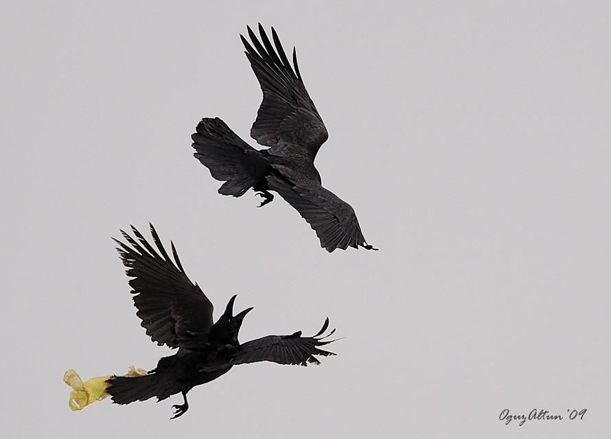 Northern Raven