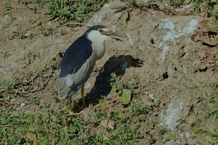 Black-crowned Night Heron