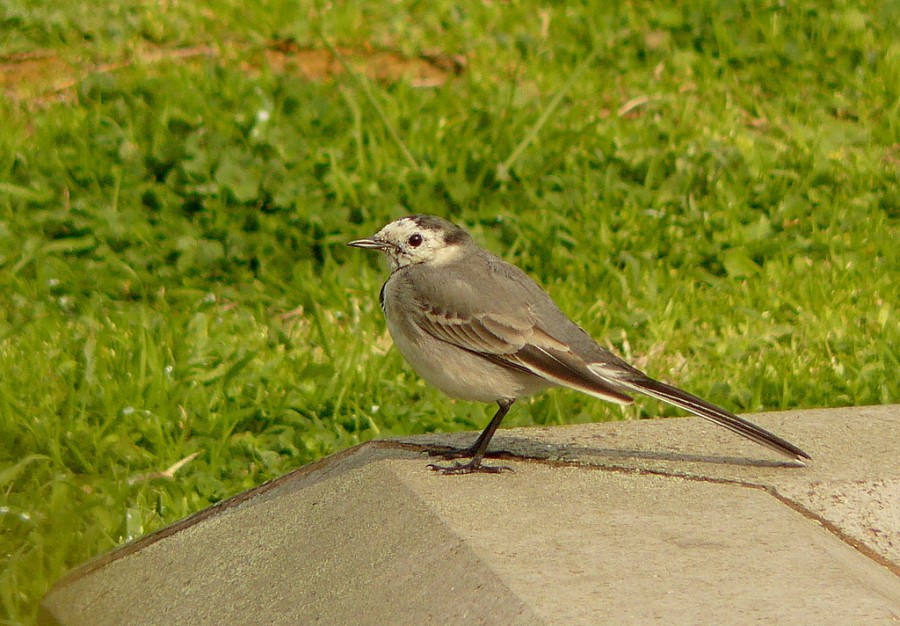 White Wagtail